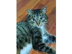 Uno, Domestic Shorthair For Adoption In Camden, Tennessee