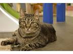 Blue Jay, Domestic Shorthair For Adoption In House Springs, Missouri