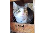 Traz, Domestic Shorthair For Adoption In Wichita Falls, Texas