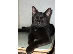 Stetson, Domestic Shorthair For Adoption In West Palm Beach, Florida