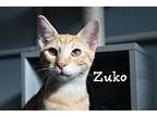 Zuko, Domestic Shorthair For Adoption In Wichita Falls, Texas