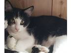 Lace, Domestic Shorthair For Adoption In Camden, Tennessee