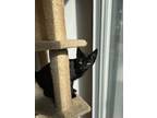 Squeaks, Domestic Shorthair For Adoption In Norristown, Pennsylvania