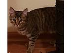 Apollo, Domestic Shorthair For Adoption In Camden, Tennessee