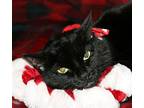 Black Cat, Domestic Shorthair For Adoption In Attalla, Alabama