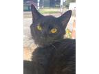 Ebony, Domestic Shorthair For Adoption In Camden, Tennessee