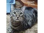 Emmett, Domestic Shorthair For Adoption In Oklahoma City, Oklahoma