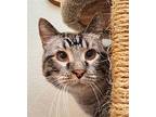 Derek, Domestic Shorthair For Adoption In Oklahoma City, Oklahoma