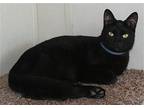 Patpat, Domestic Shorthair For Adoption In Attalla, Alabama