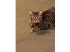 Zeus, Domestic Shorthair For Adoption In Camden, Tennessee