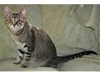 Sassy, Domestic Shorthair For Adoption In Attalla, Alabama