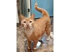 Bonnie, Domestic Shorthair For Adoption In Oklahoma City, Oklahoma