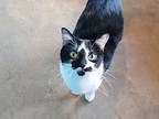 Lily, Domestic Shorthair For Adoption In Camden, Tennessee