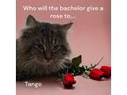 Tango, Tabby For Adoption In Brantford, Ontario