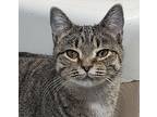 Little Show, Domestic Shorthair For Adoption In Camden, Tennessee