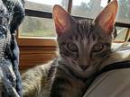 Maximillion (max), Domestic Shorthair For Adoption In Camden, Tennessee