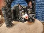 Berlin, Domestic Shorthair For Adoption In Oklahoma City, Oklahoma