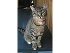 Stevella, Domestic Shorthair For Adoption In Attalla, Alabama