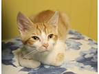 Jack, Domestic Shorthair For Adoption In Camden, Tennessee