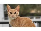 Ponyo, Domestic Shorthair For Adoption In Santa Rosa, California