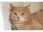 Bob Tail, Domestic Shorthair For Adoption In West Union, Ohio