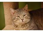 Toka Adoption Pending, Domestic Shorthair For Adoption In West Union, Ohio