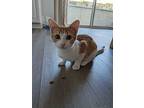 Monterey Jack 4192, Domestic Shorthair For Adoption In Bonsall, California