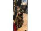 Honey, Domestic Shorthair For Adoption In Phillipsburg, New Jersey