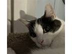 Zane, Domestic Shorthair For Adoption In Seal Beach, California