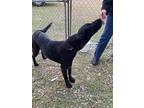 Onyx, Labrador Retriever For Adoption In Gretna, Florida