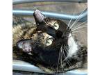 Sweet Beauty, Domestic Shorthair For Adoption In Mendon, New York