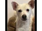 Bubbles, Jack Russell Terrier For Adoption In Pomona, California