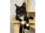 Tux Green, Domestic Shorthair For Adoption In Provo, Utah