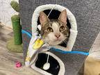 Bellboy Green, Domestic Shorthair For Adoption In Provo, Utah