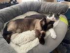 Precious 2, Siamese For Adoption In Austin, Texas