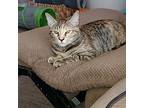 Mueschka, Domestic Shorthair For Adoption In Austin, Texas