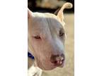 Putty, American Staffordshire Terrier For Adoption In Fort Atkinson, Wisconsin