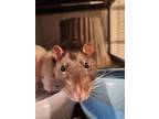 Rats, Rat For Adoption In Kalamazoo, Michigan
