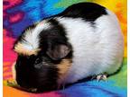 Lettuce, Guinea Pig For Adoption In Gary, Indiana