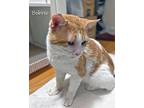 Bobbie, Domestic Shorthair For Adoption In Chicago, Illinois