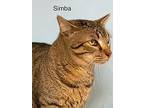 Simba - Center, Domestic Shorthair For Adoption In Oakland Park, Florida