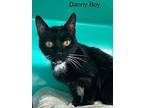 Danny Boy - Center, Domestic Shorthair For Adoption In Oakland Park, Florida