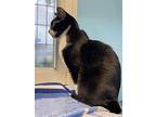 Melanie - Center, Domestic Shorthair For Adoption In Oakland Park, Florida