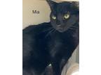 Mia - Center, Domestic Shorthair For Adoption In Oakland Park, Florida