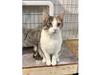 Cali (bonded Pair), Domestic Shorthair For Adoption In Bolton, Connecticut