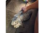 Elvira (medical Hold), Chinchilla, Standard For Adoption In Baton Rouge