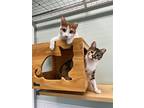 Ruby And Ryan, Domestic Shorthair For Adoption In Skokie, Illinois