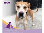Ham, American Pit Bull Terrier For Adoption In Eighty Four, Pennsylvania