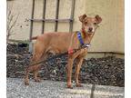 Tag, Miniature Pinscher For Adoption In Pittsburg, California