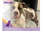 Baloo, American Pit Bull Terrier For Adoption In Eighty Four, Pennsylvania